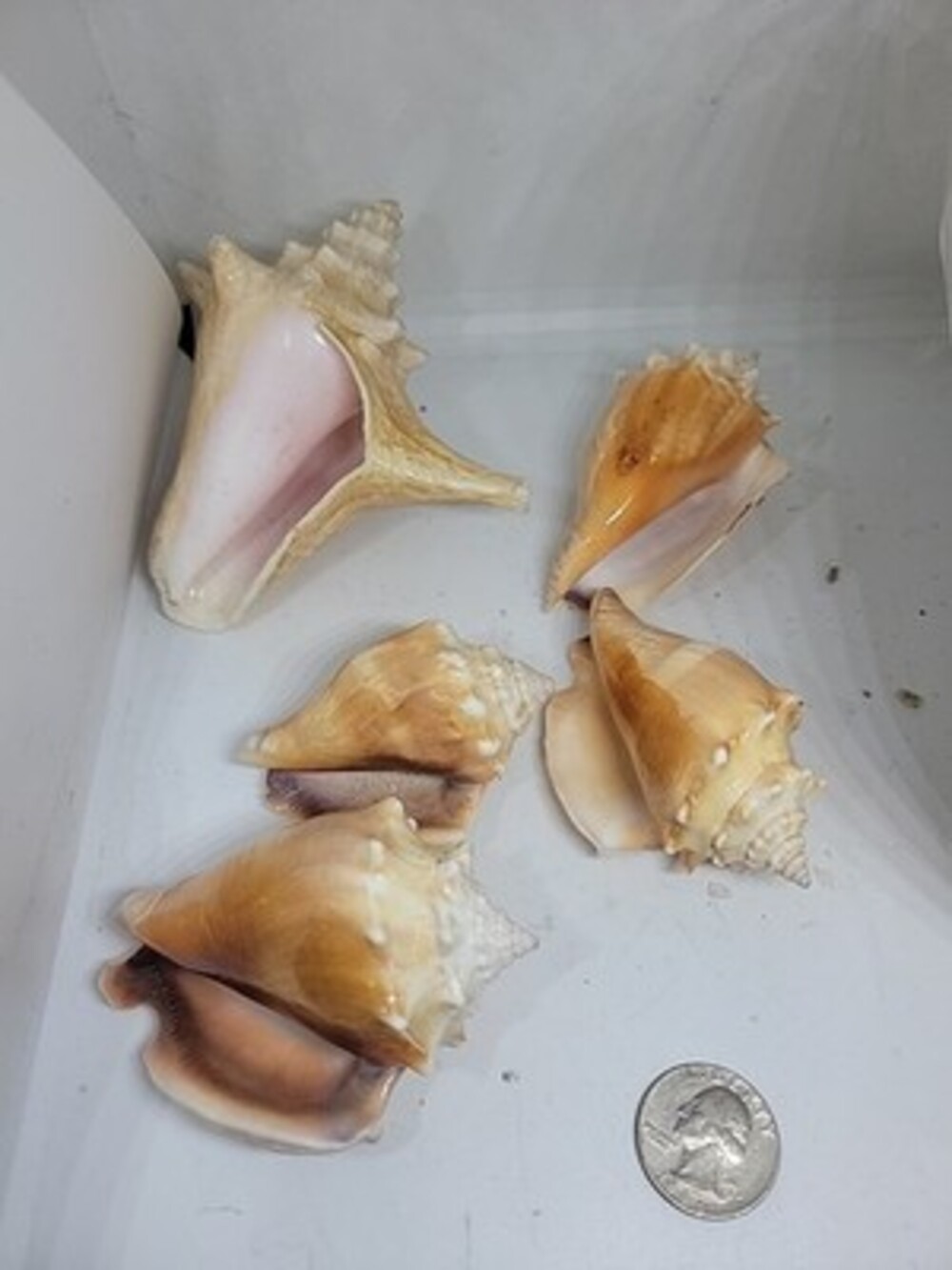 Conch Shells Lot Of 5 Old Collection